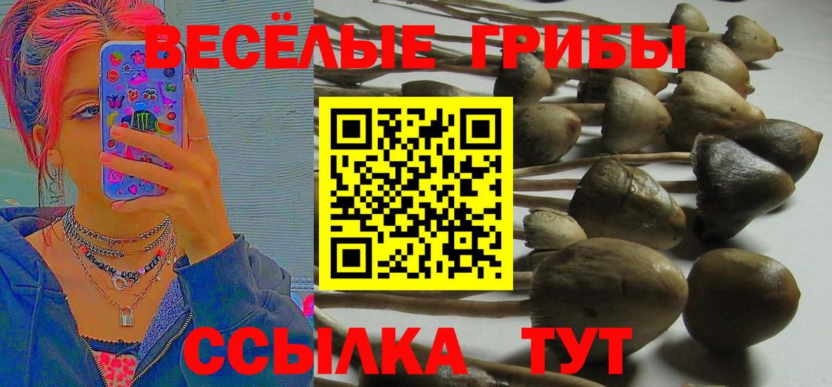 Галлюциногенные грибы Psilocybine cubensis Карпинск